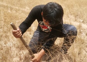 ប្រពៃណីជីកសត្វរពីងរបស់ជនជាតិកួយ