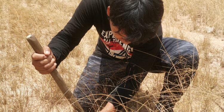 ប្រពៃណីជីកសត្វរពីងរបស់ជនជាតិកួយ